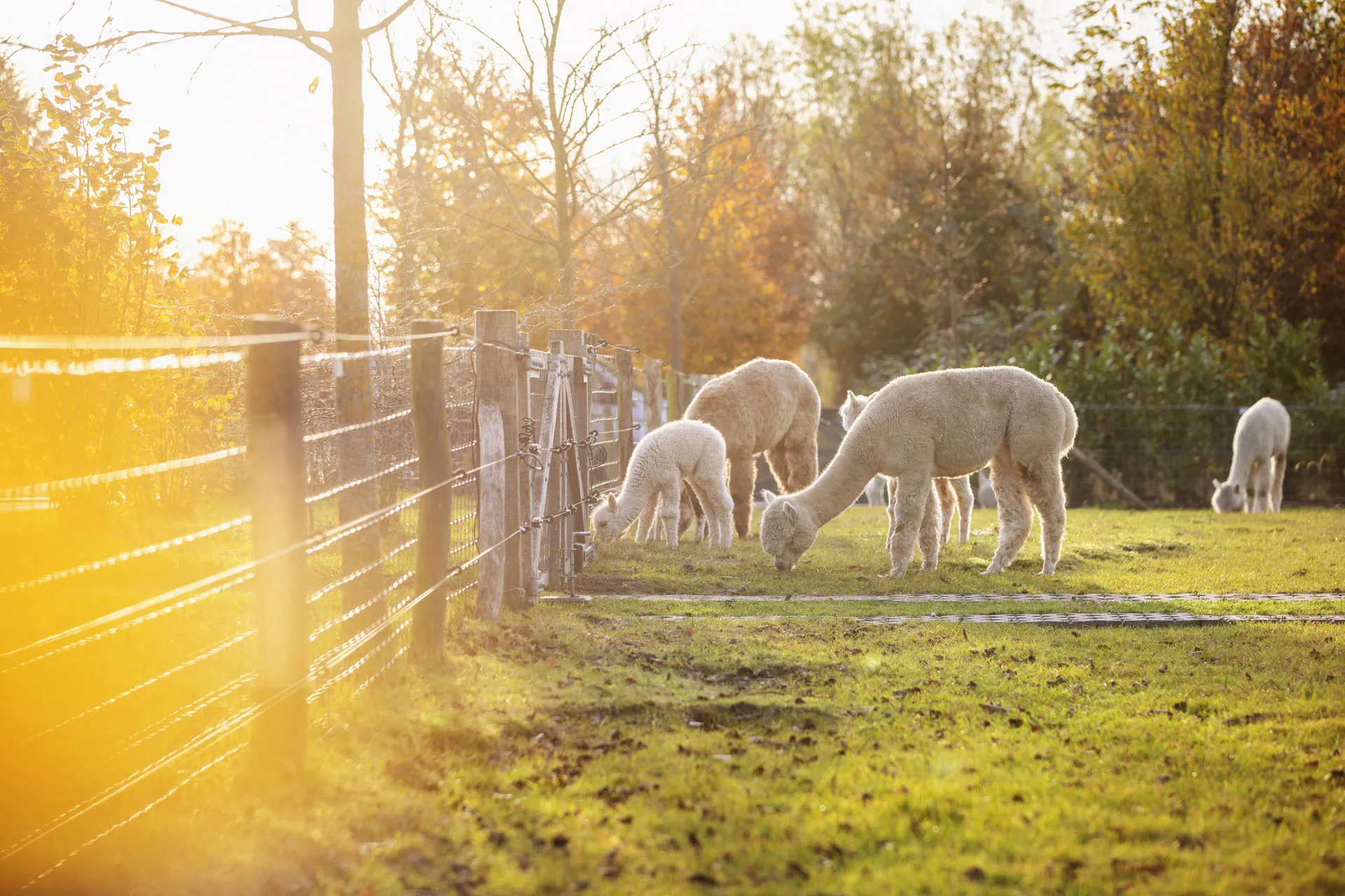 Alpaca’s bij de nieuwe stal
