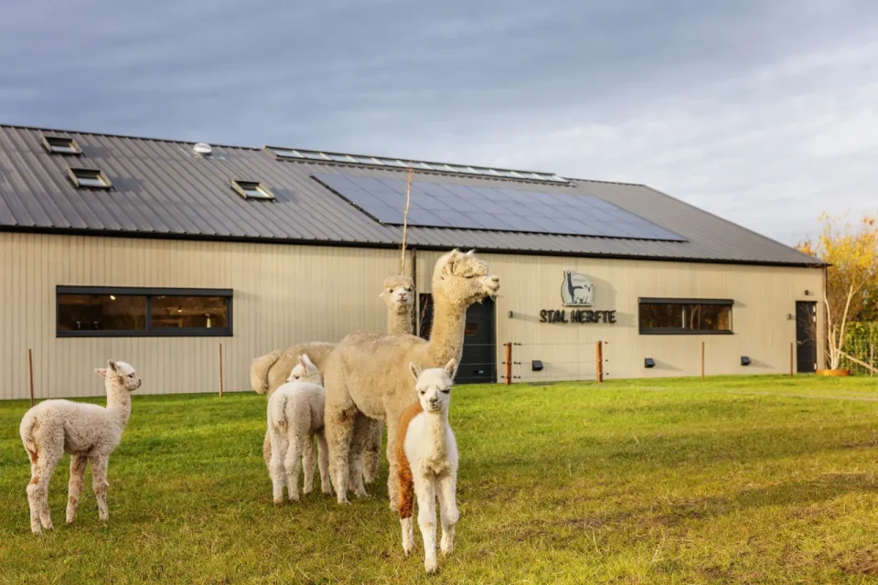 Alpaca’s voor de stal