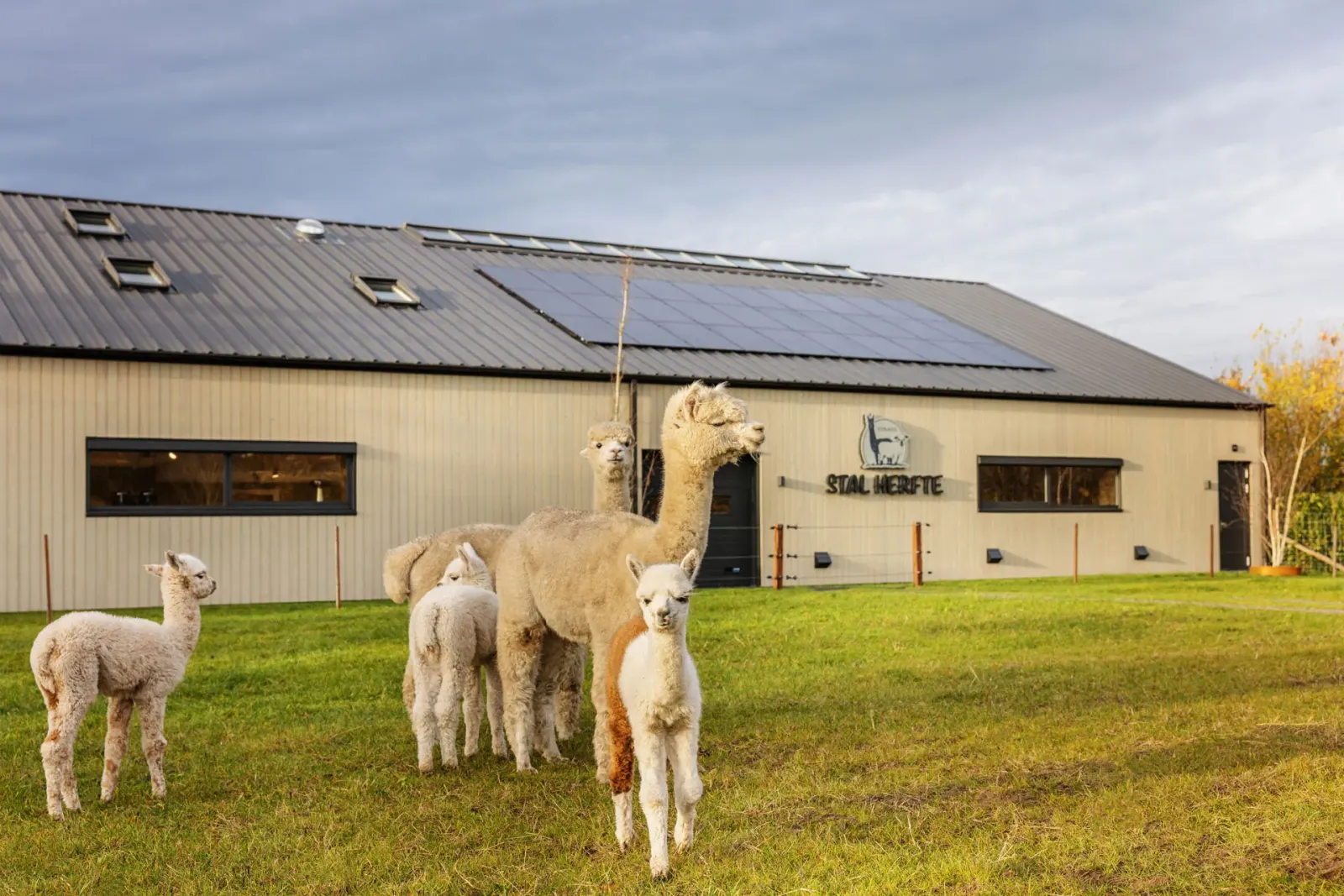Alpaca’s voor de stal