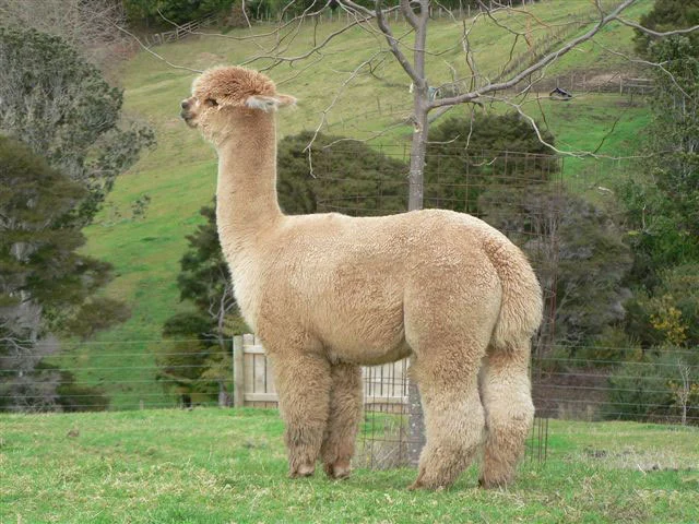 Forestglen Seth, legendarische Australische tophengst in Charmeur zijn stamboom