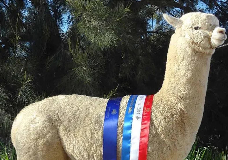 Grootvader: Alpha Centauri Kommissar