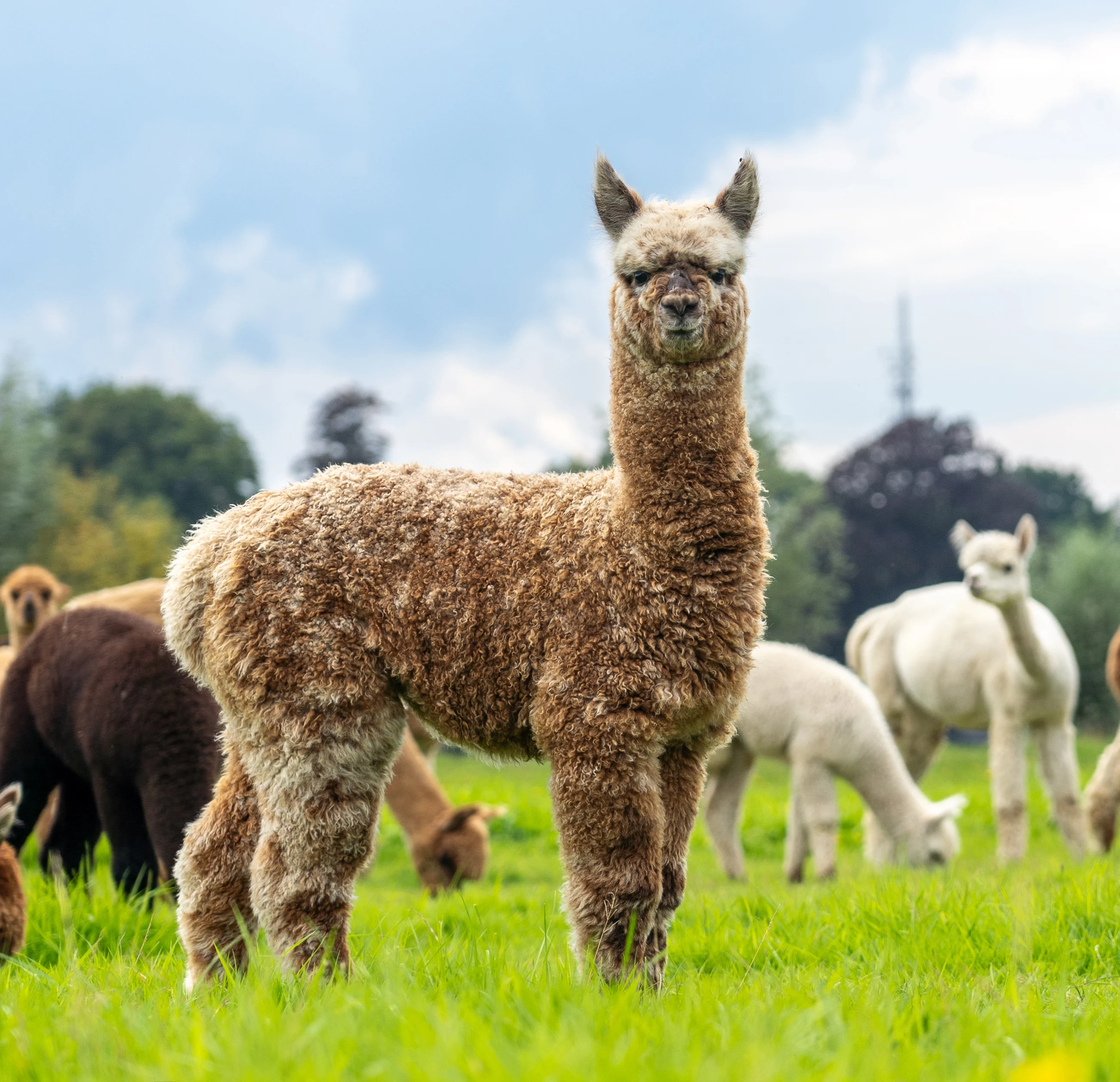 Herfte Camouflage - halfbroer van Charmeur