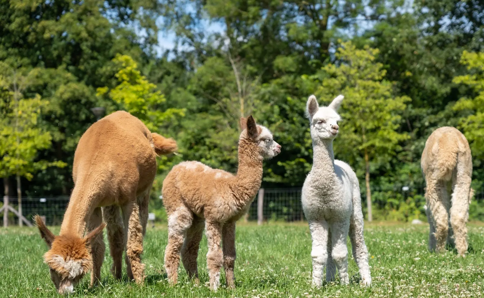 Alpaca’s bij Stal Herfte