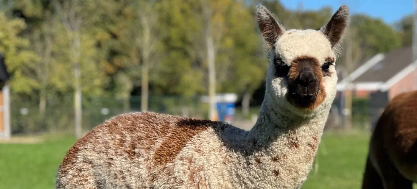 Huacaya alpaca’s in de wei