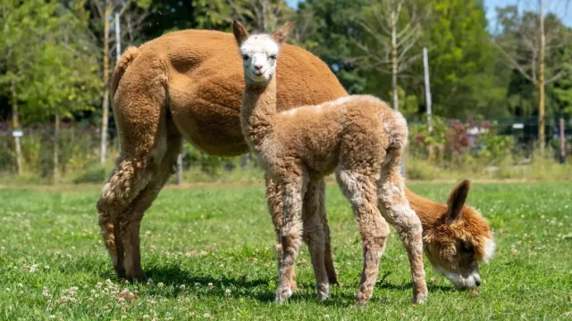 Huacaya alpaca in close-up