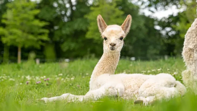 Veulens tussen de alpaca’s