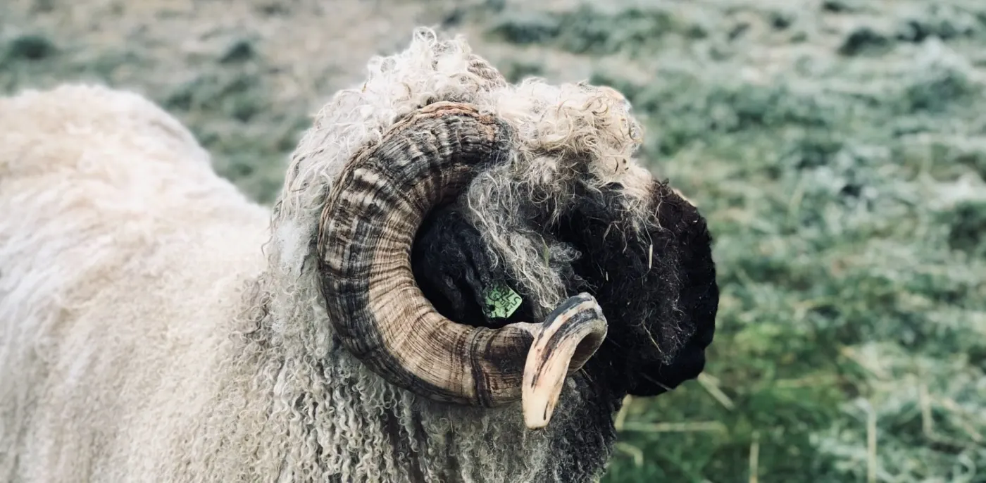Walliser Schwarznase schapen in de wei