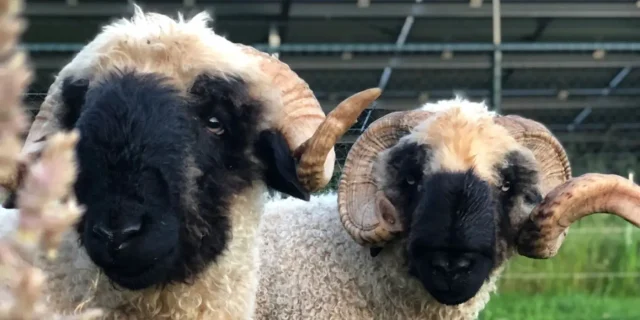 Walliser Schwarznase schaap in de kudde
