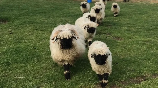 Walliser Schwarznase lam