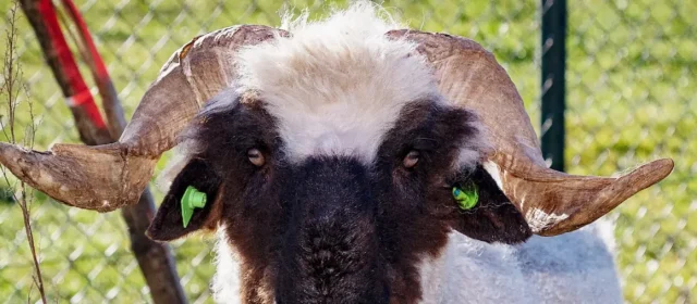 Walliser Schwarznase schaap in de wei