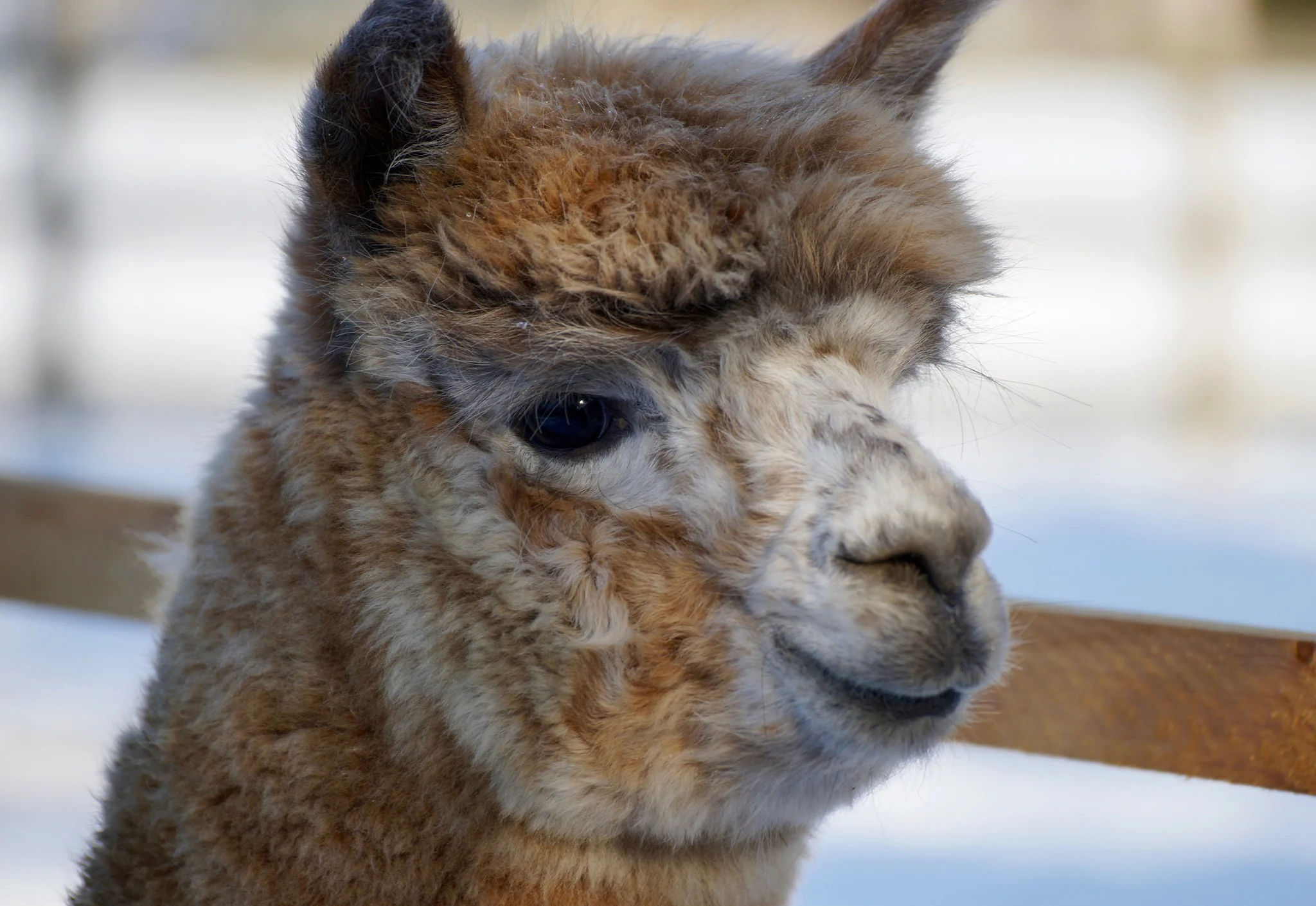 Poet's Worker's Pride