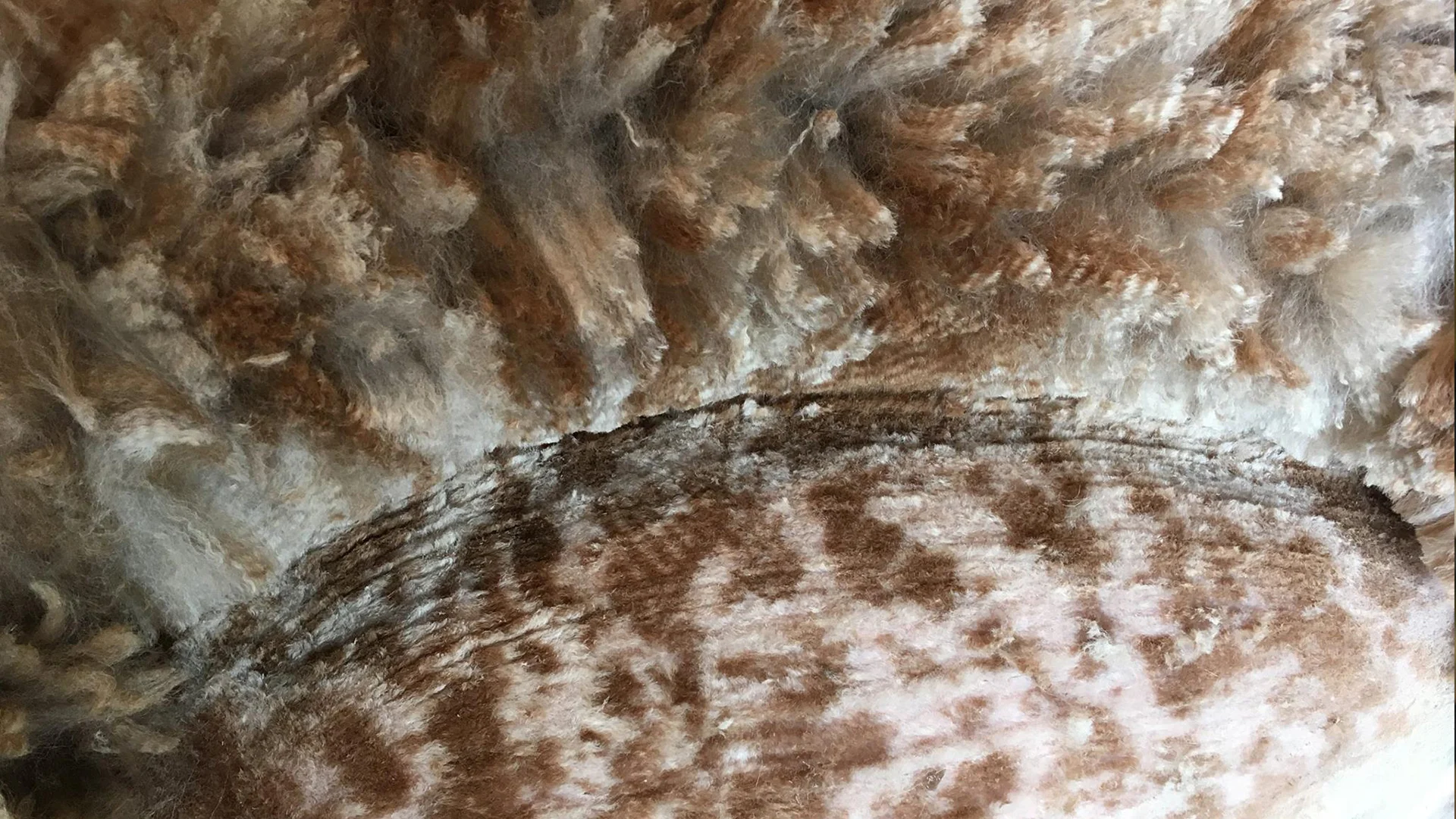 Worker tijdens het scheren