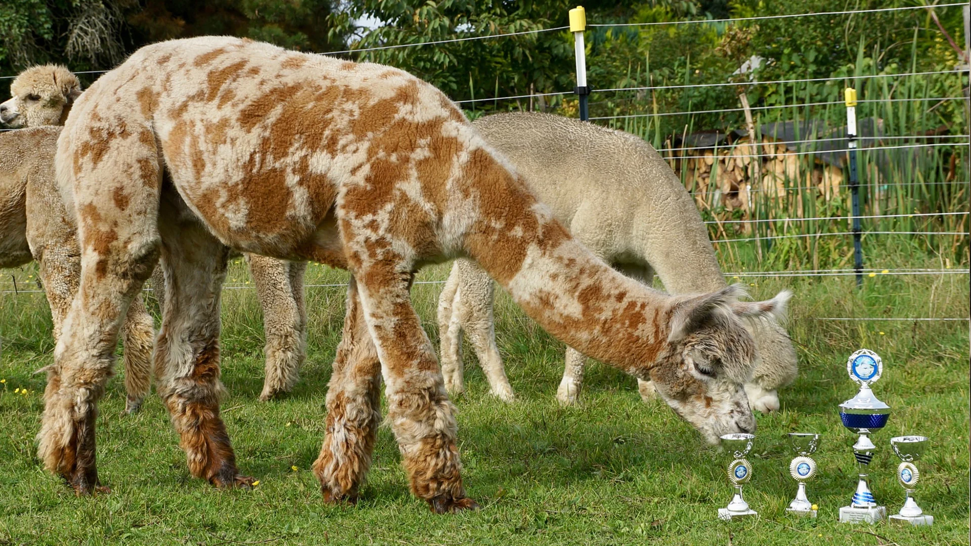 Worker-zoon Blue Moon Tiger, meervoudig kampioen op Halter- & Fleece shows