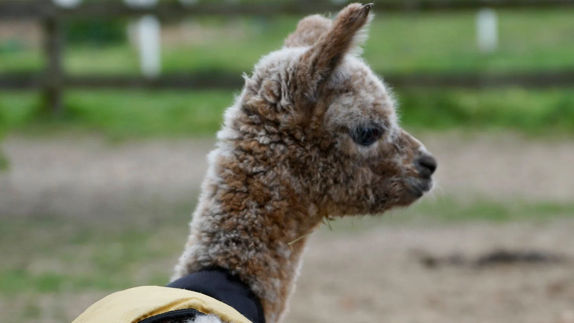 Worker-zoon Fireworker