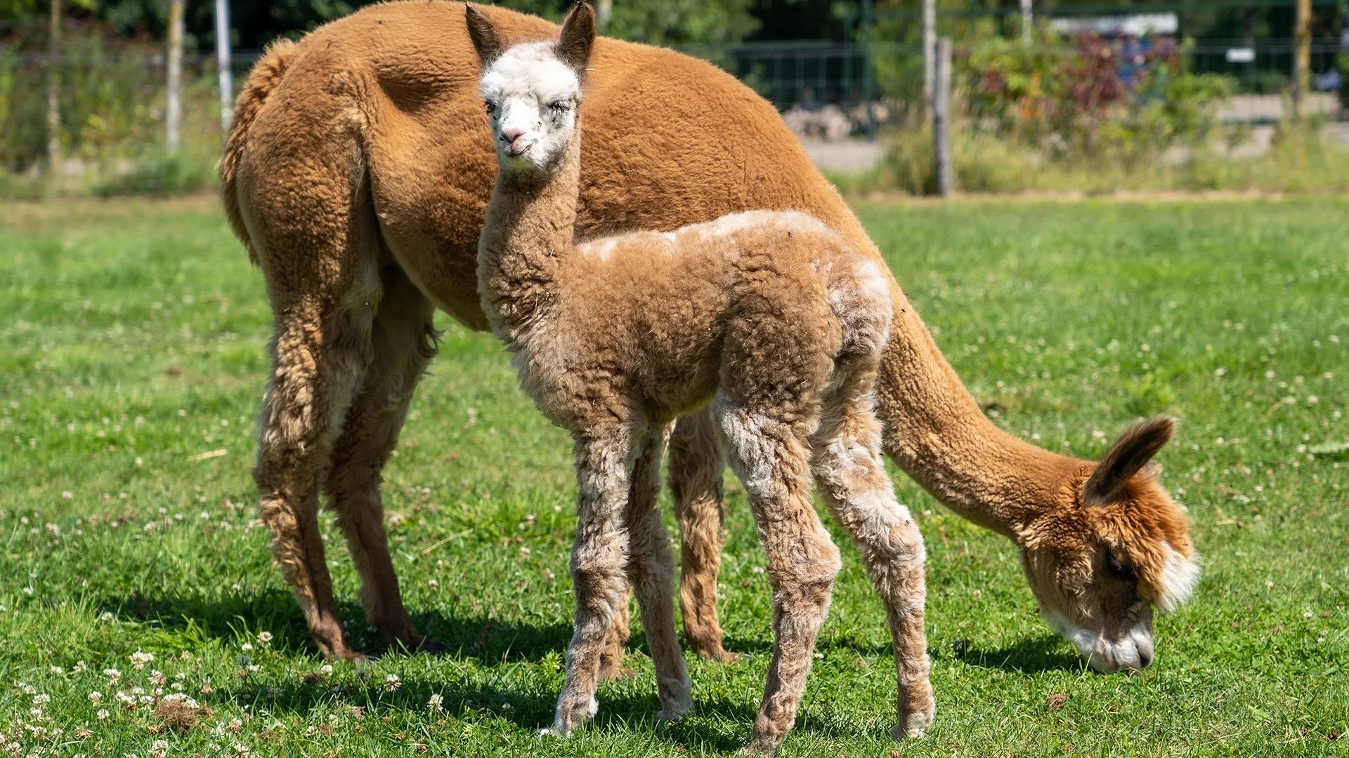 Worker-zoon met de bijzondere Reverse Leopard tekening