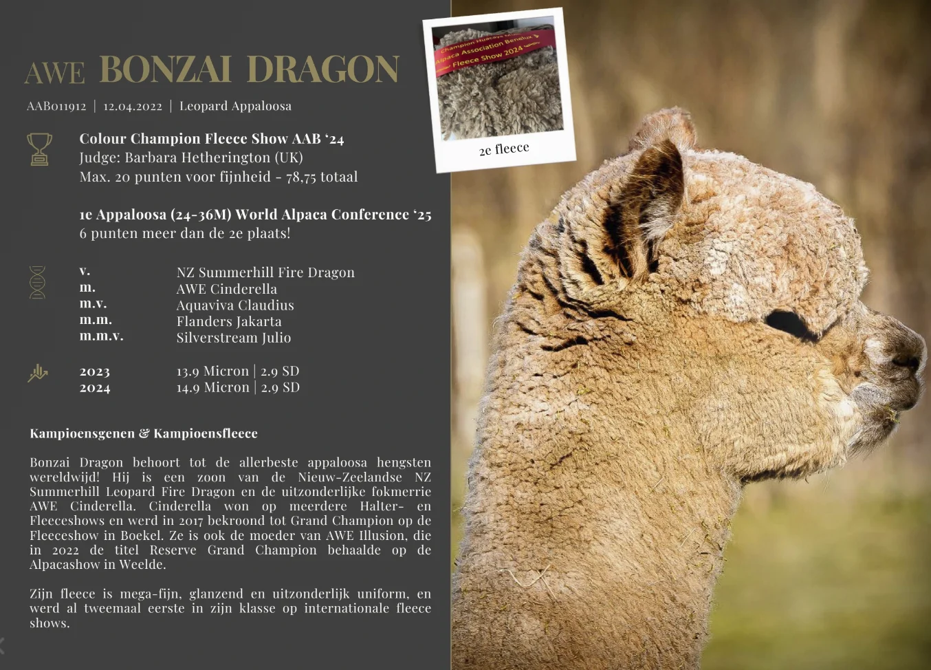 Bonzai Dragon - Emma is drachtig van Bonzai