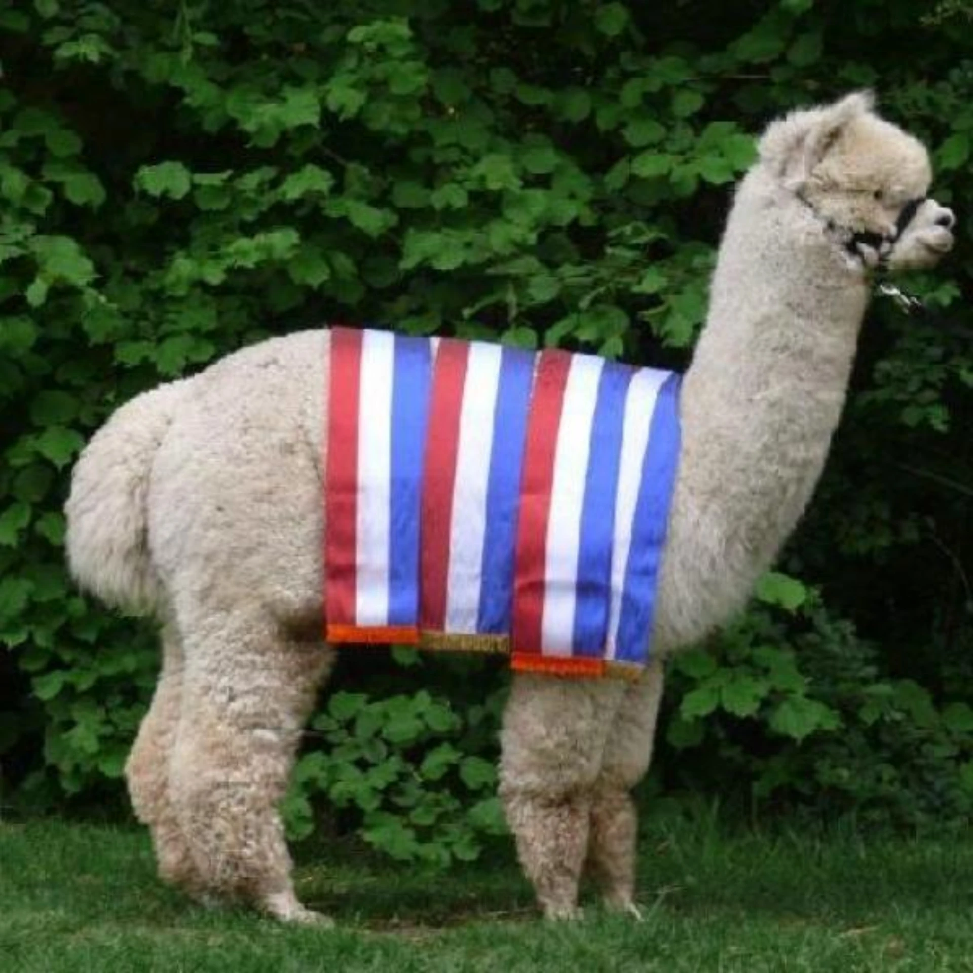 CME Lysander - Grootvader van Wende