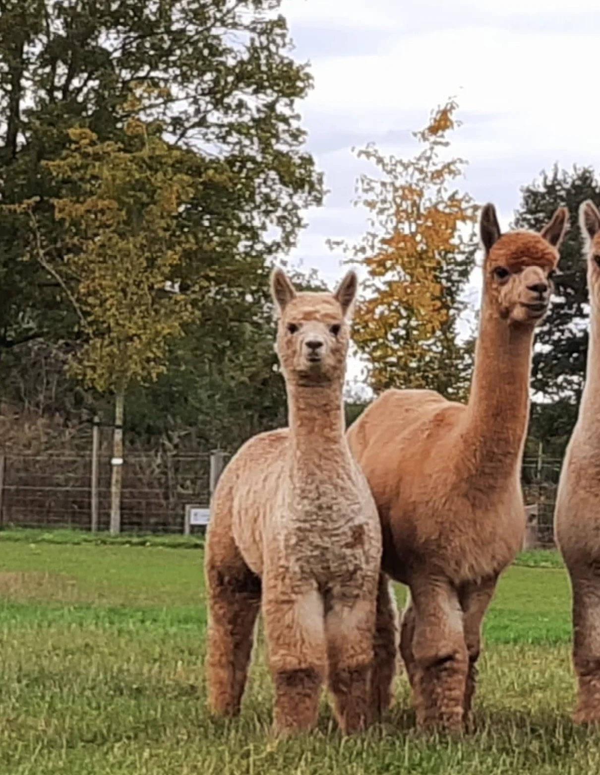 Emma als cria met haar moeder