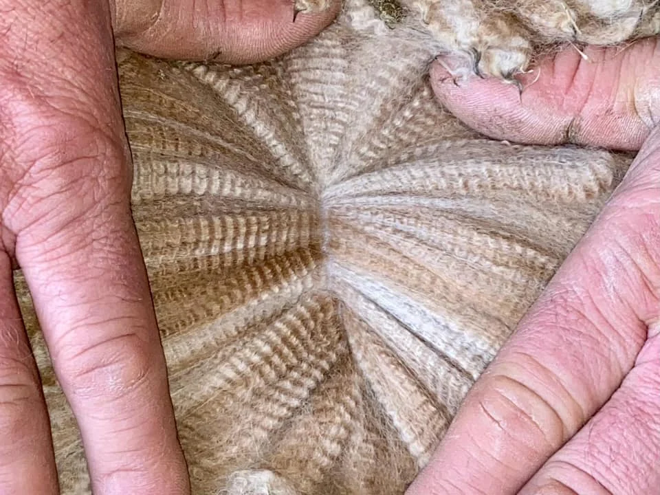 Fleece Bonzai Dragon