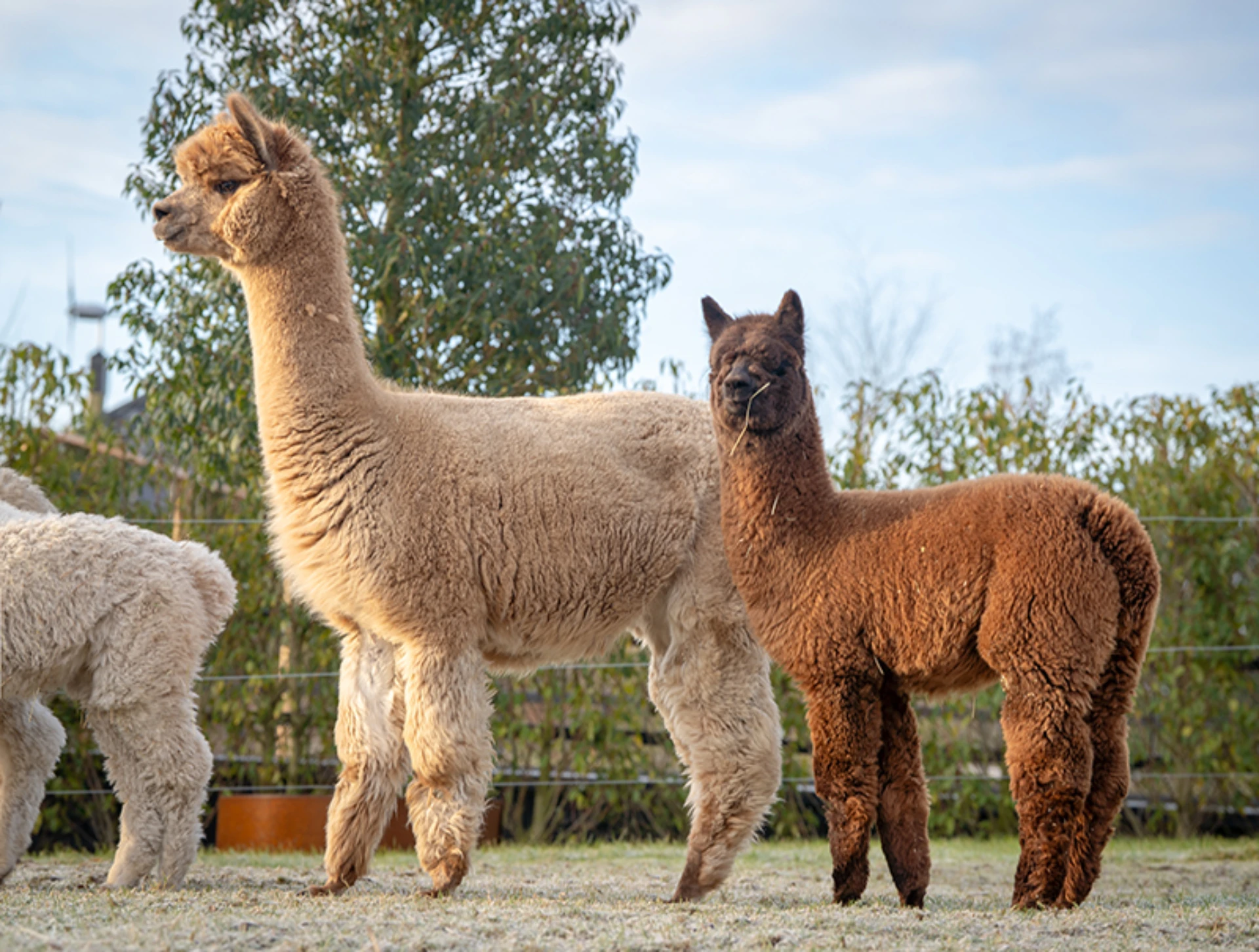 Herfte Eva met haar cria