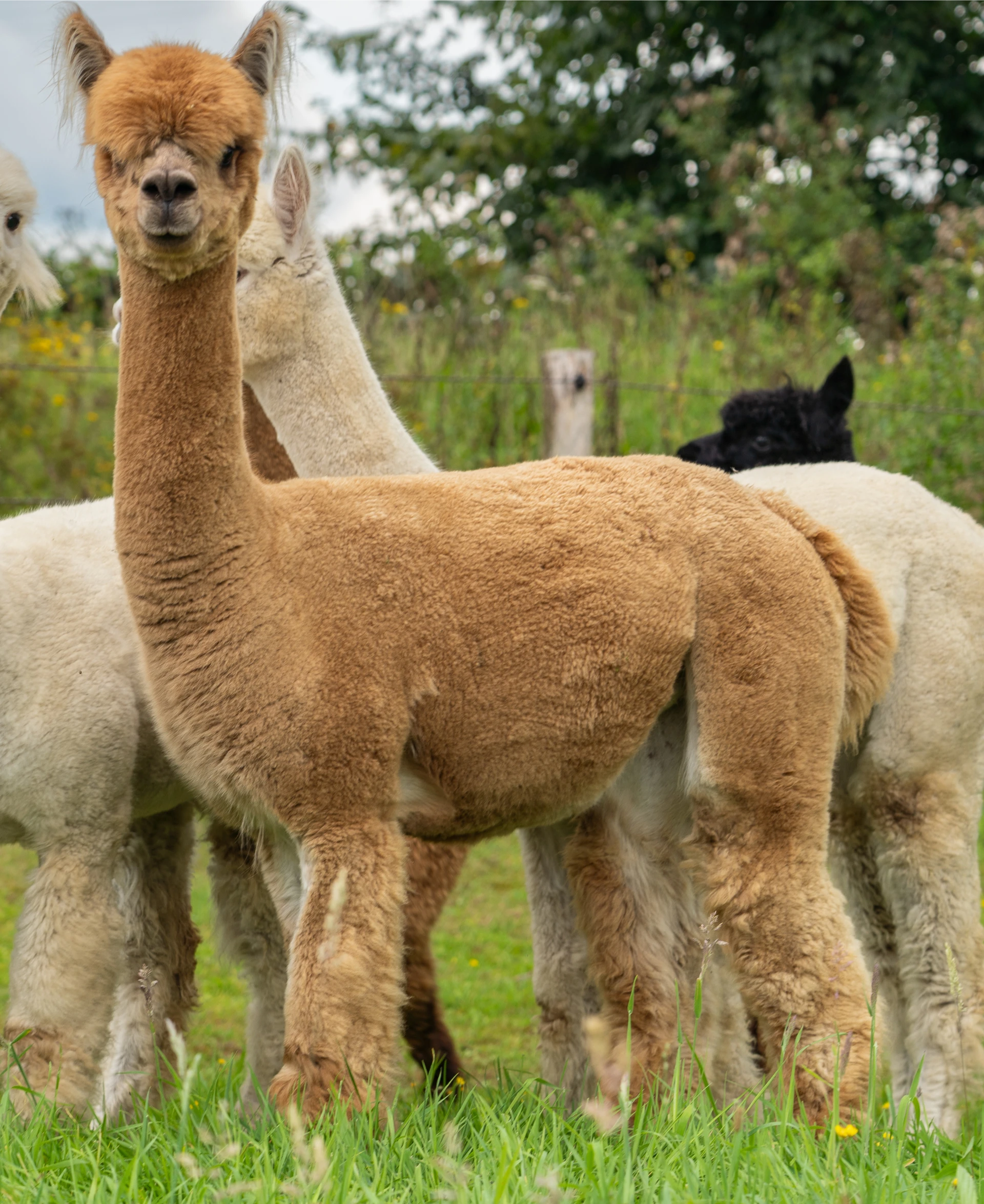 Herfte Eva op 12 jarige leeftijd