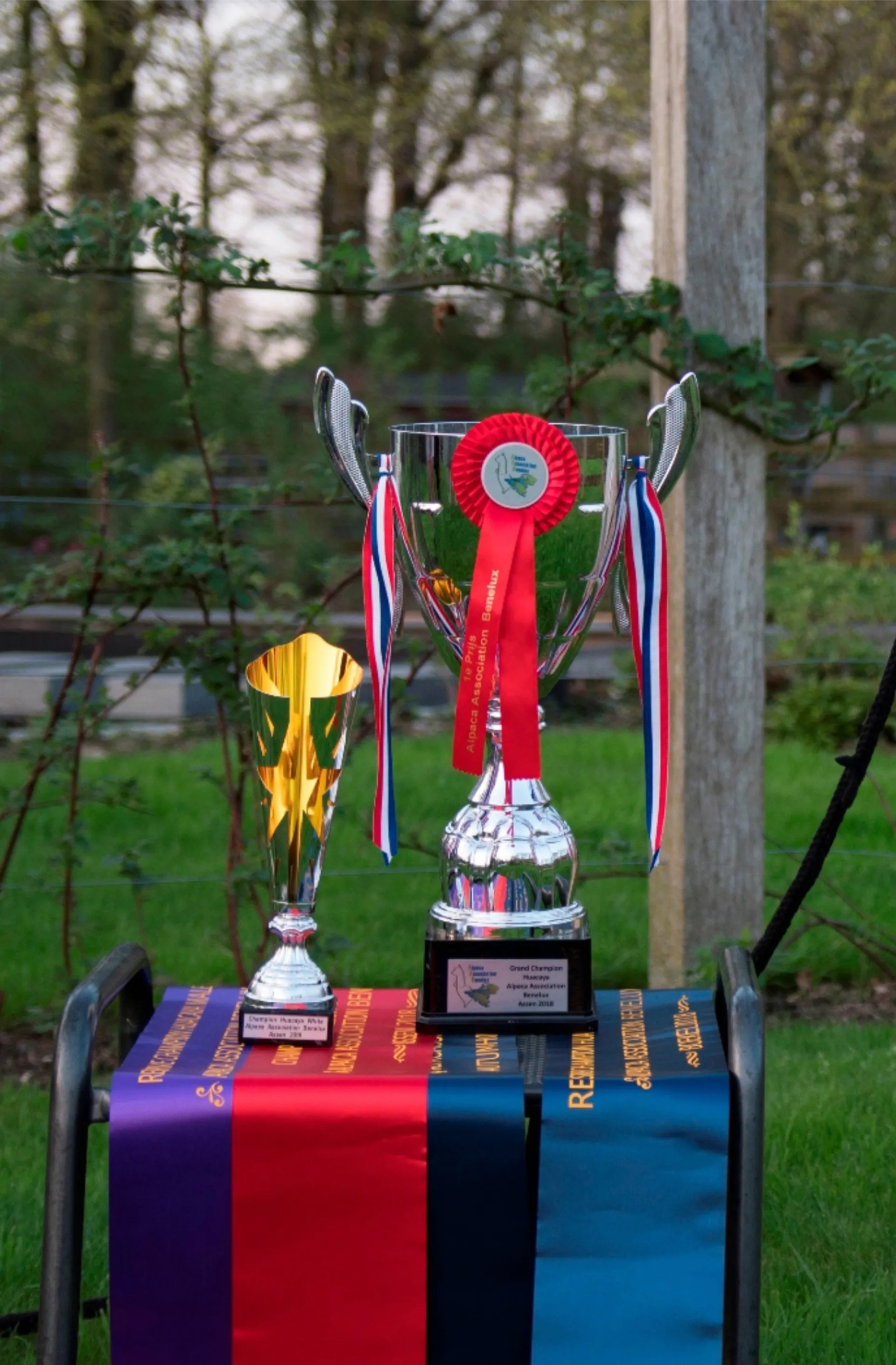 AdP Udeen Champion 18